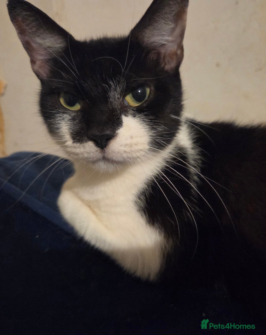 Mixed Breed cats for sale: Kittens - Advert 1