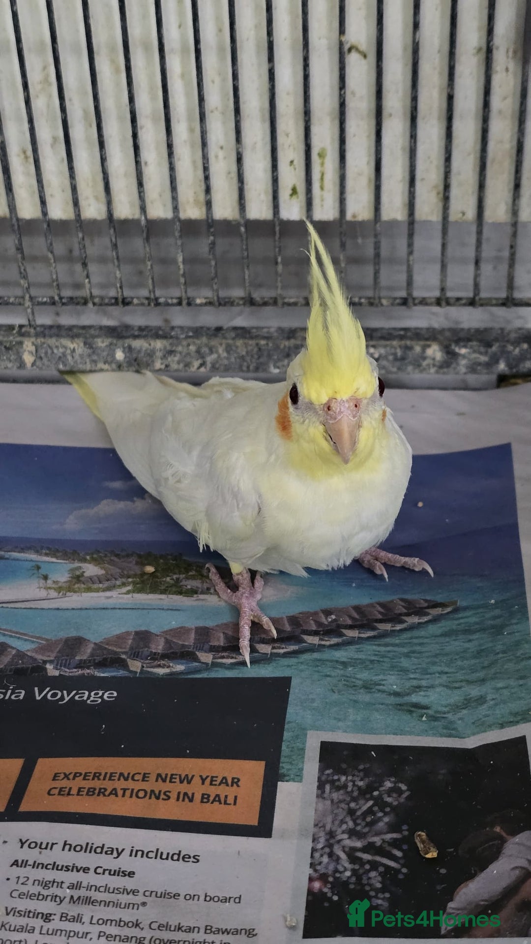 Cockatiels birds for sale: Young avairy Bred cockatiels  - Advert 3