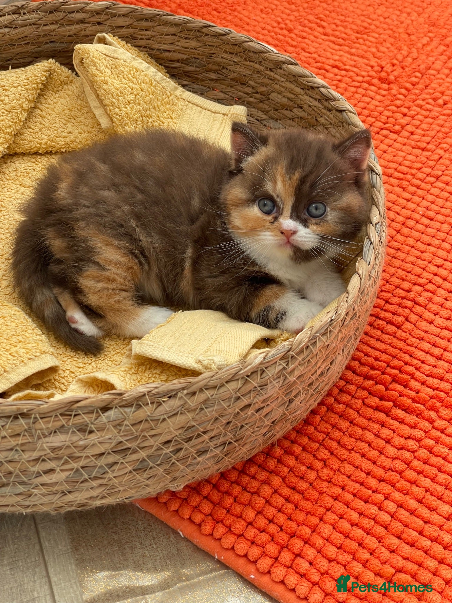 British Shorthair cats Champion Bloodline British Shorthair - Advert 11