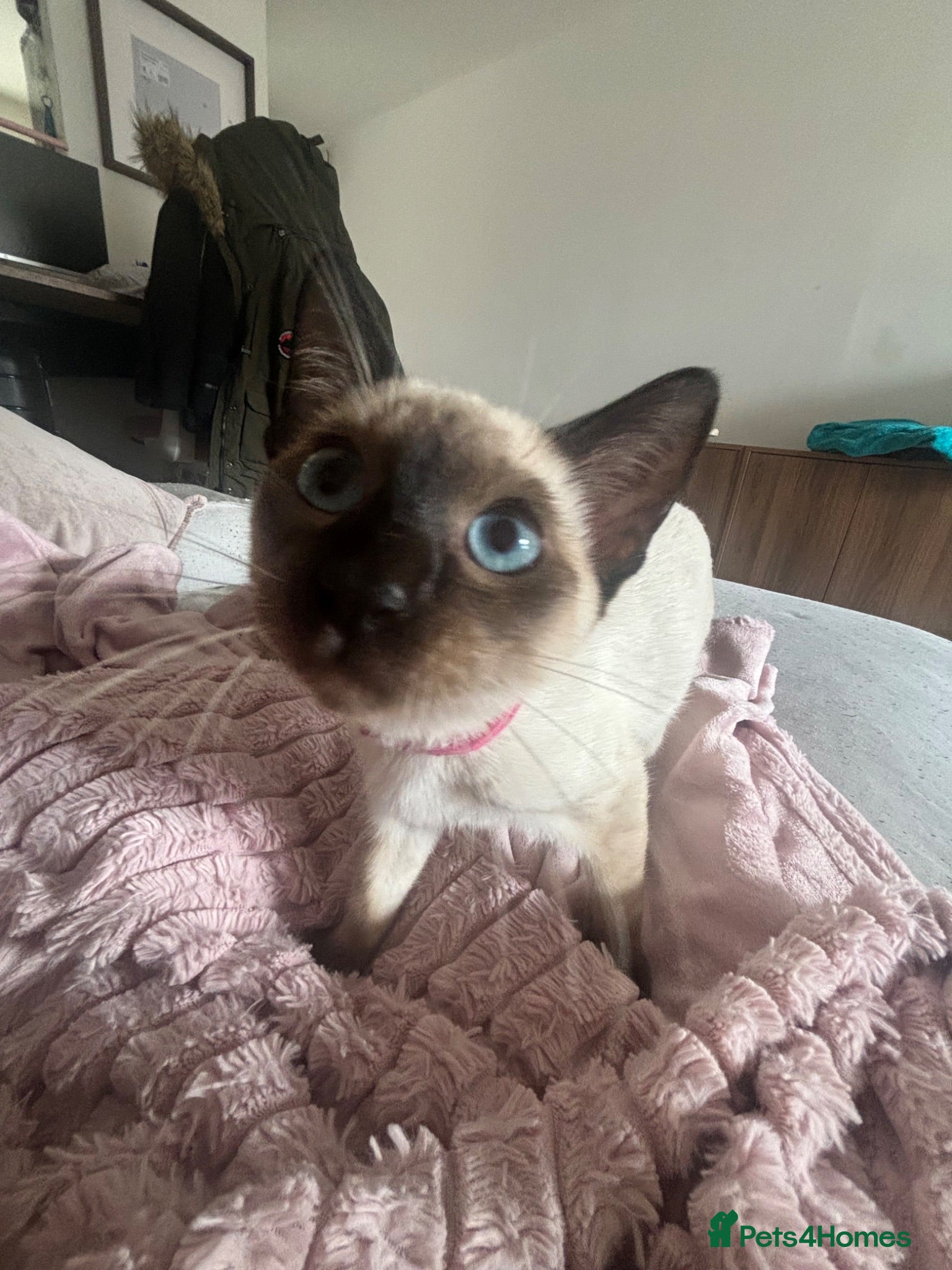 Siamese cats 1 Siamese Girl Kitten Left *PRICE REDUCED* - Advert 18