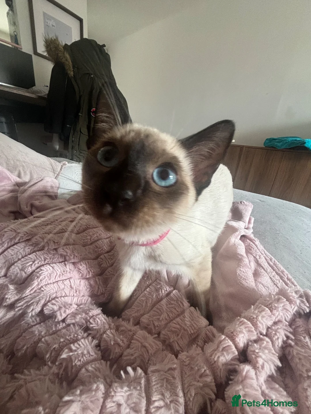 Siamese cats for sale: Siamese Girl Kitten Left *URGENT* - Advert 1