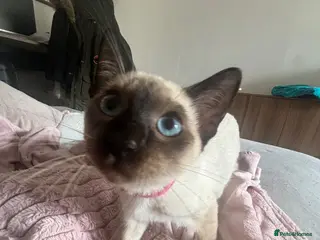 Siamese cats 1 Siamese Girl Kitten Left *PRICE REDUCED* - Advert 2