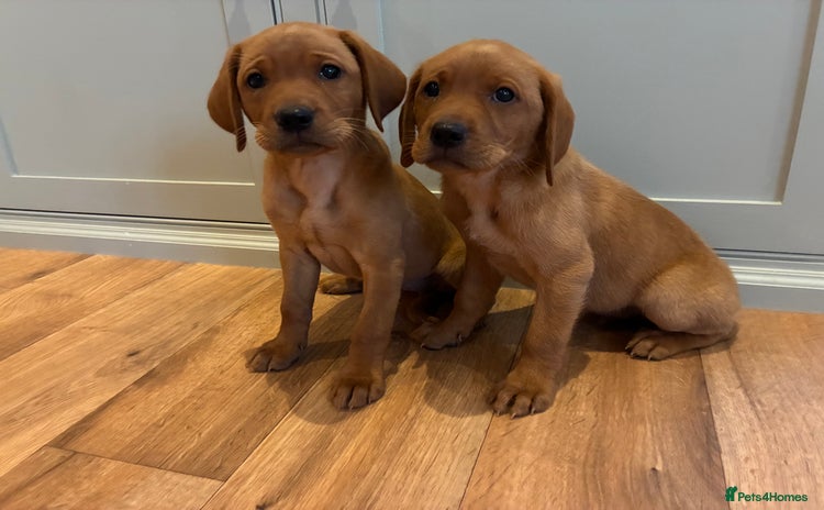 Labrador Retriever dogs - Advert 3