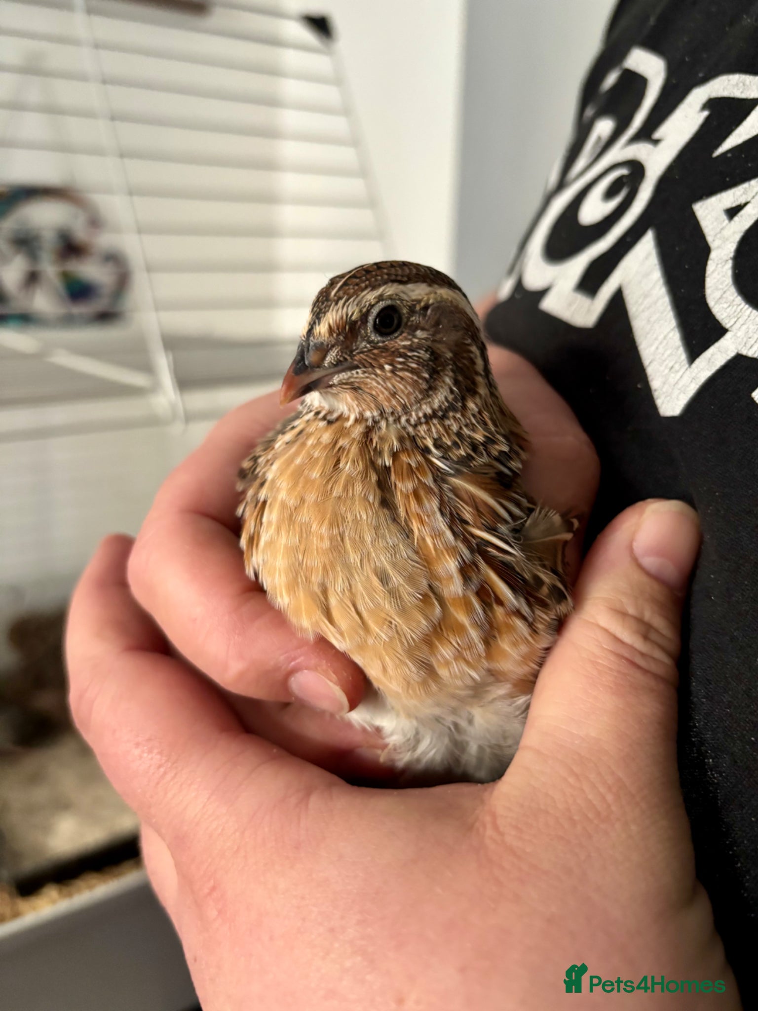 Quail poultry Male Coturnix Quail Roos 4 Weeks Old - Advert 1
