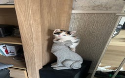 Mixed Breed cats for sale: Kittens for sale - Image 3
