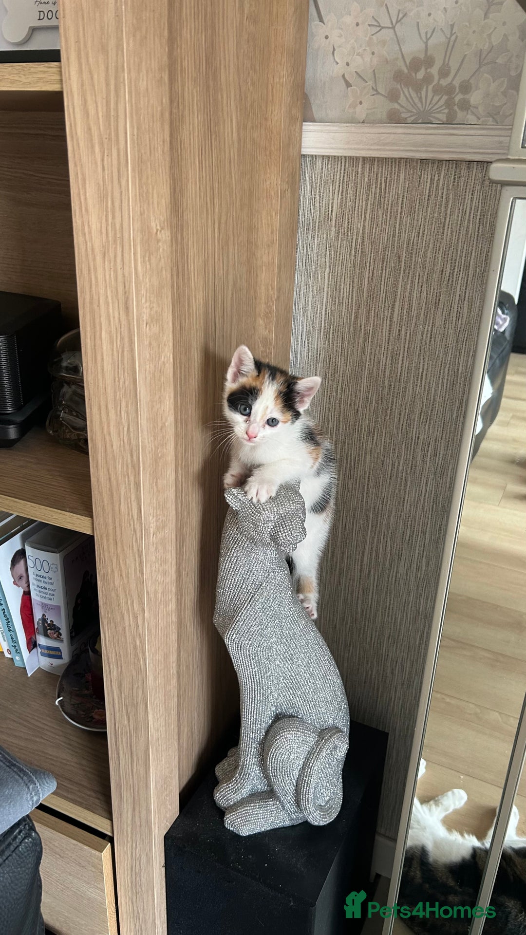 Mixed Breed cats for sale: Kittens for sale - Image 3