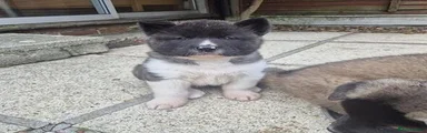 Akita 1
