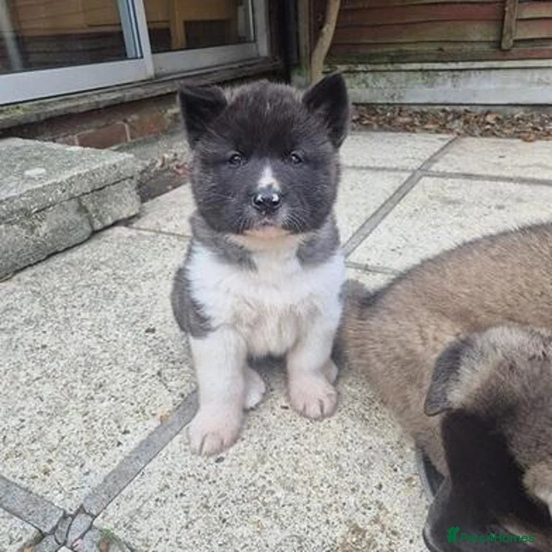 Akita dogs for sale: Chunky American Akita puppies in Birmingham - Advert 6