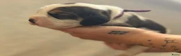 Beagle dogs for sale: Health Tested & Kennel Club Registered Beagle Pups - Advert 26