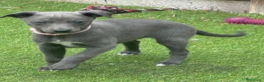 Whippet Puppy 3