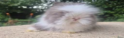 Angora rabbits for sale: ❤️STUNNING IMPORTED PARENTS- TEDDYDWERG BABIES❤️ - Advert 35