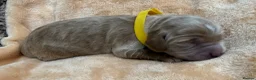 Double Doodle dogs for sale: Sunning littler of Doubledoodle puppies in Grimsby - Advert 25