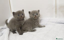 British Shorthair cats for sale: 🐾Pedigree British Shorthair Kittens – GCCF REG🐾 - Image 2
