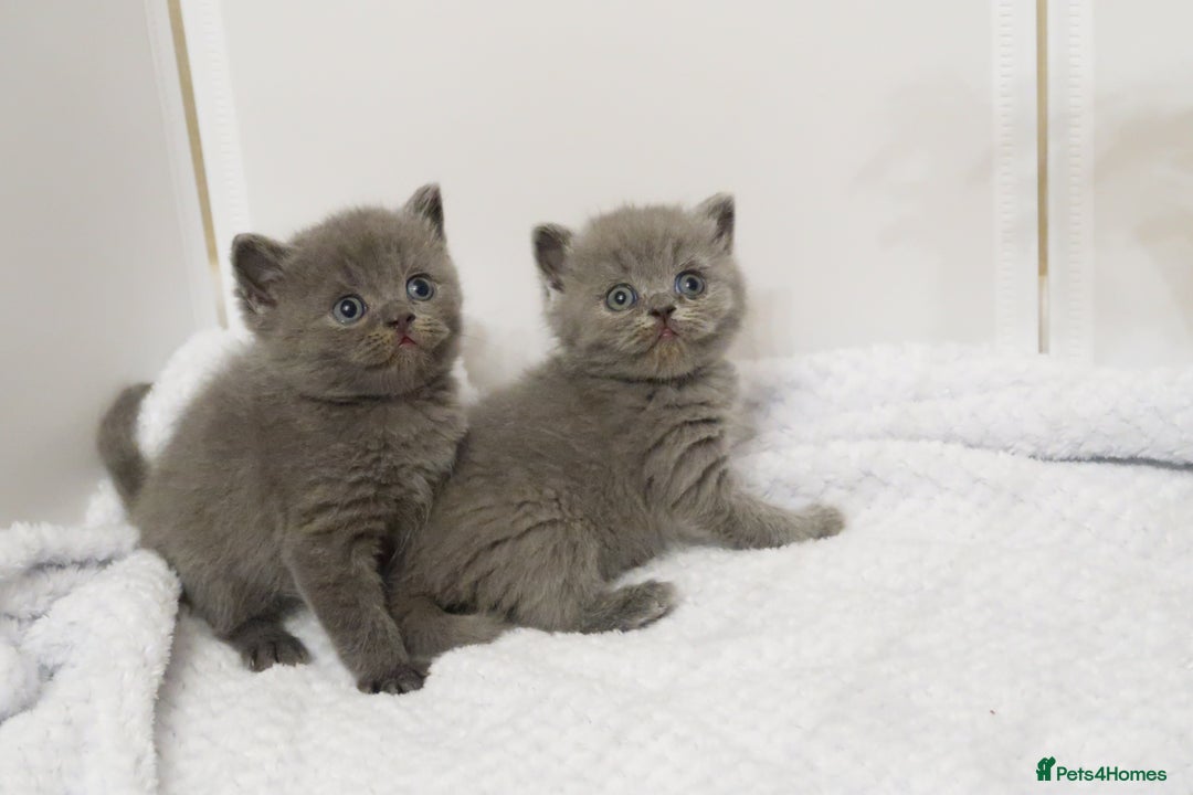 British Shorthair cats for sale: 🐾Pedigree British Shorthair Kittens – GCCF REG🐾 - Image 2
