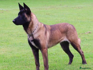 Belgian Shepherd Dog dogs for sale: Female Belgian malinois for sale - Advert 1