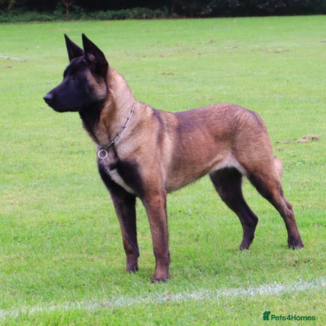 Belgian Shepherd Dog dogs Female Belgian malinois for sale - Advert 1