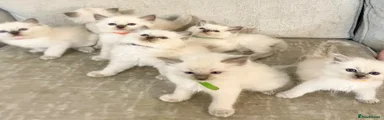 Ragdoll 2