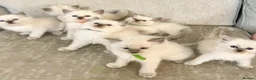 Ragdoll cats for sale: Ragdoll kittens - Advert 9