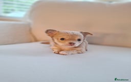 Chihuahua dogs for sale: Chihuahua puppies for sale - Image 28