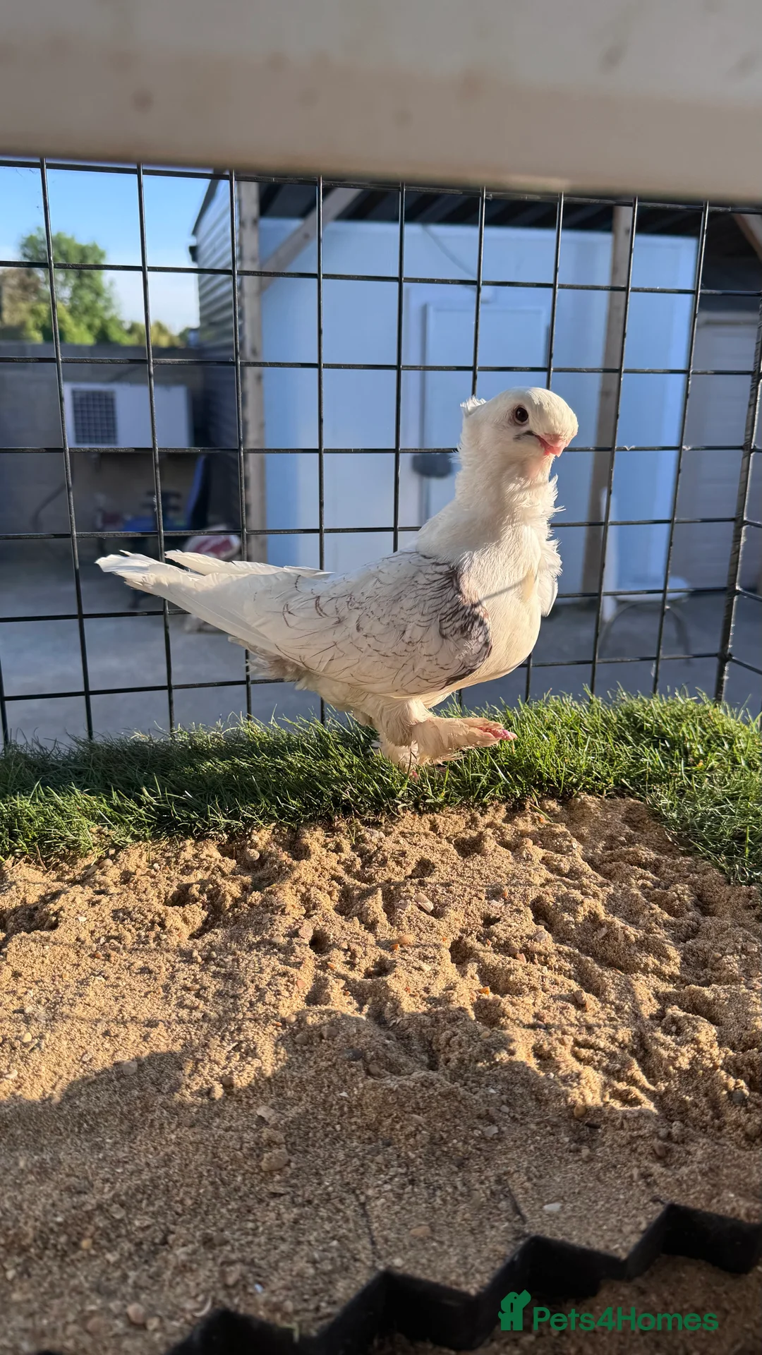 Pigeons birds for sale: Satinette Fancy Pigeons – Champion in Grays - Advert 1