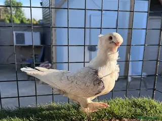 Pigeons birds Satinette Fancy Pigeons – Champion in Grays - Advert 3