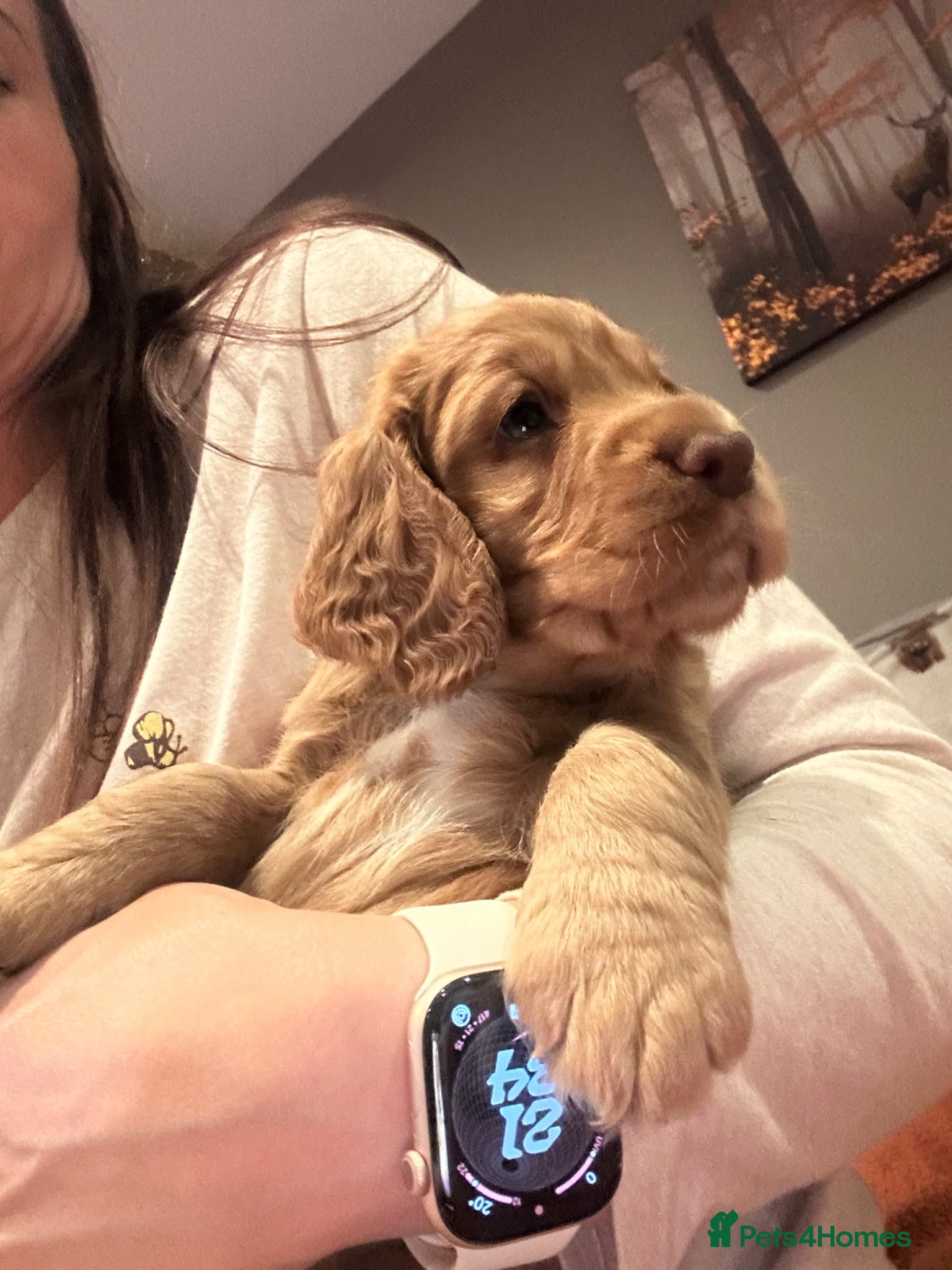 Cocker Spaniel dogs Stunning Cocker Spaniel Puppies  - Advert 2