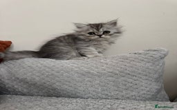 Persian cats for sale: 🐾Fluffy Chinchilla Persian kittens for Sale🐾 - Image 16