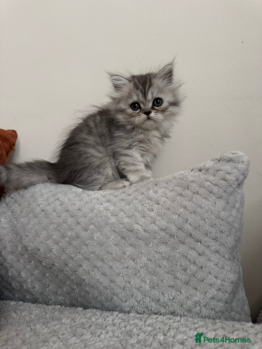 Persian cats for sale: 🐾Fluffy Chinchilla Persian kittens for Sale🐾 - Image 16