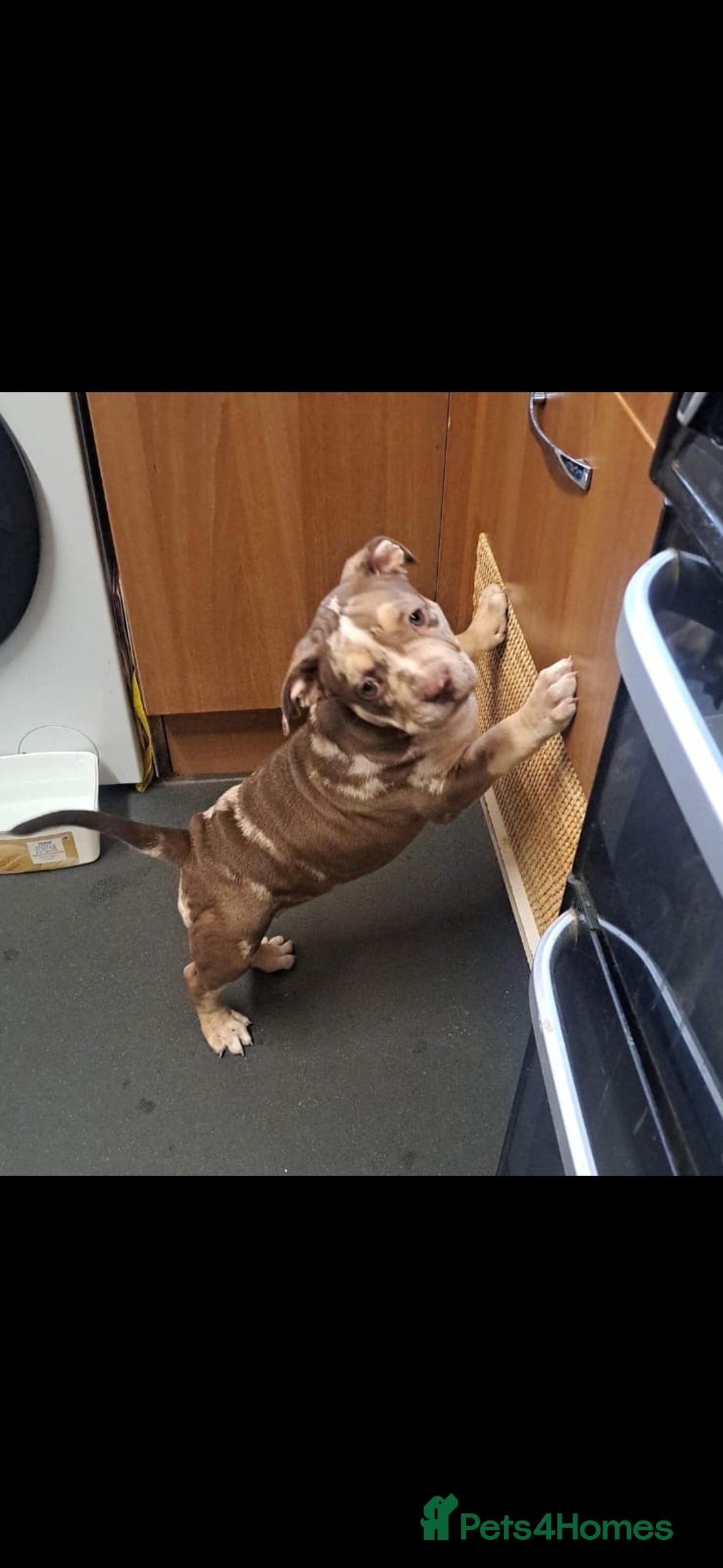 American Bully dogs for sale: Standard American Bully Pups (NOT XL) - Image 1