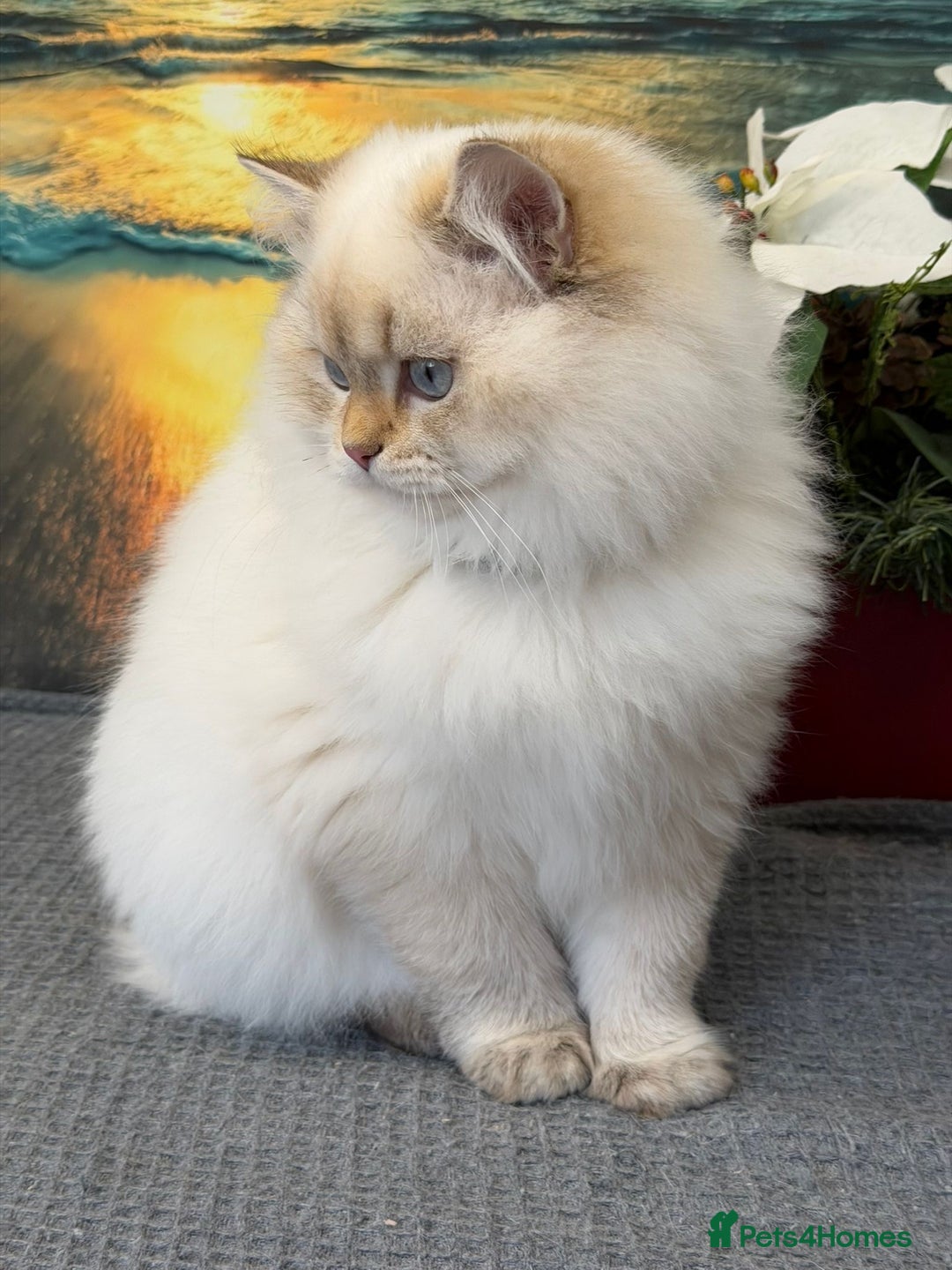British Longhair cats for sale: 🌟Adorable TICA-Registered kitten - IZAK🌟 - Advert 4