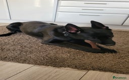 Belgian Shepherd Dog dogs for sale: Belgium malinois for rehoming 16 months - Advert 4