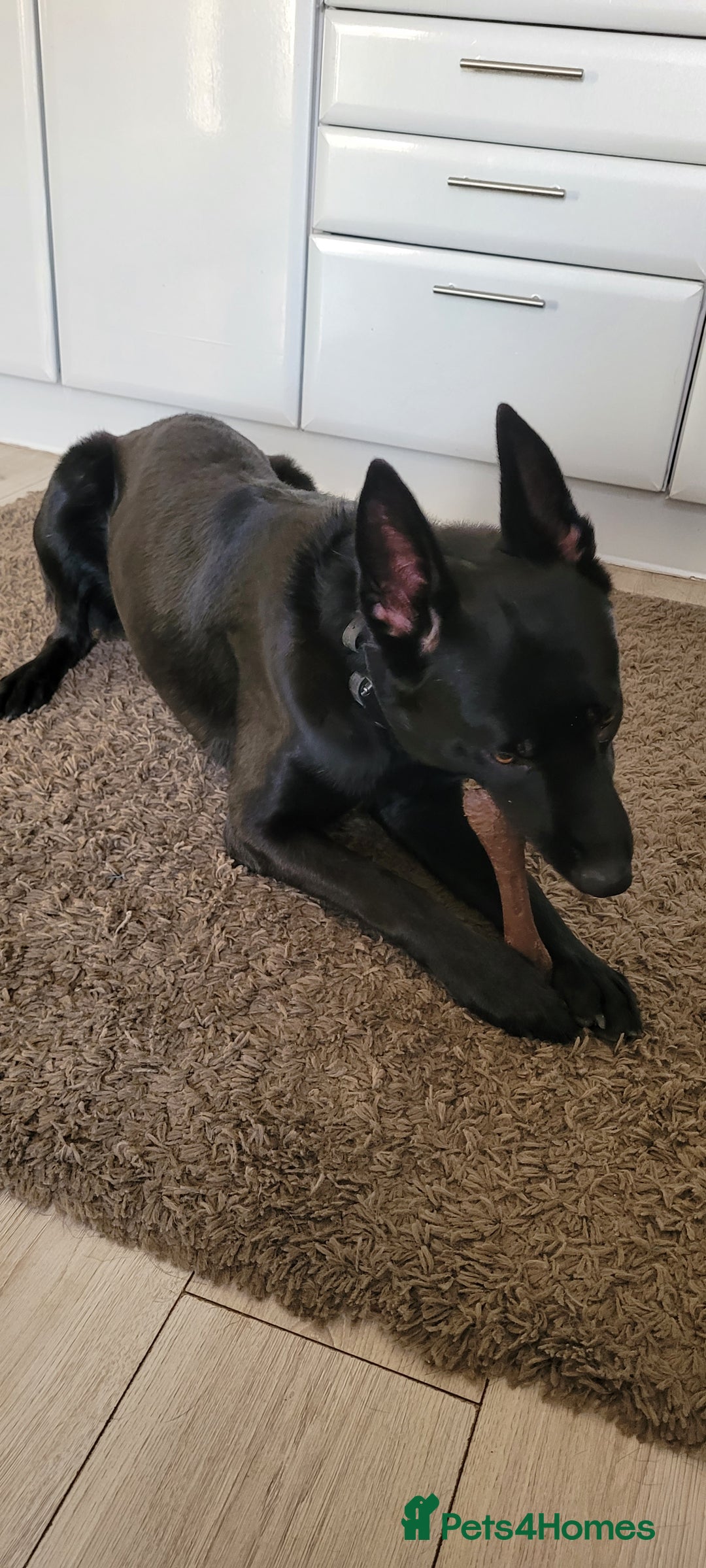 Belgian Shepherd Dog dogs for sale: Belgium malinois for rehoming 16 months - Advert 4