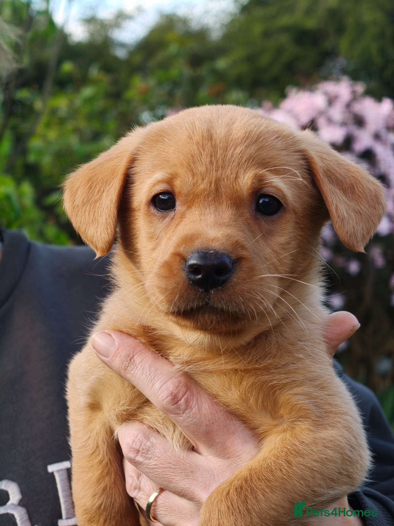 Labrador Retriever dogs Health tested Labrador pups - Advert 1