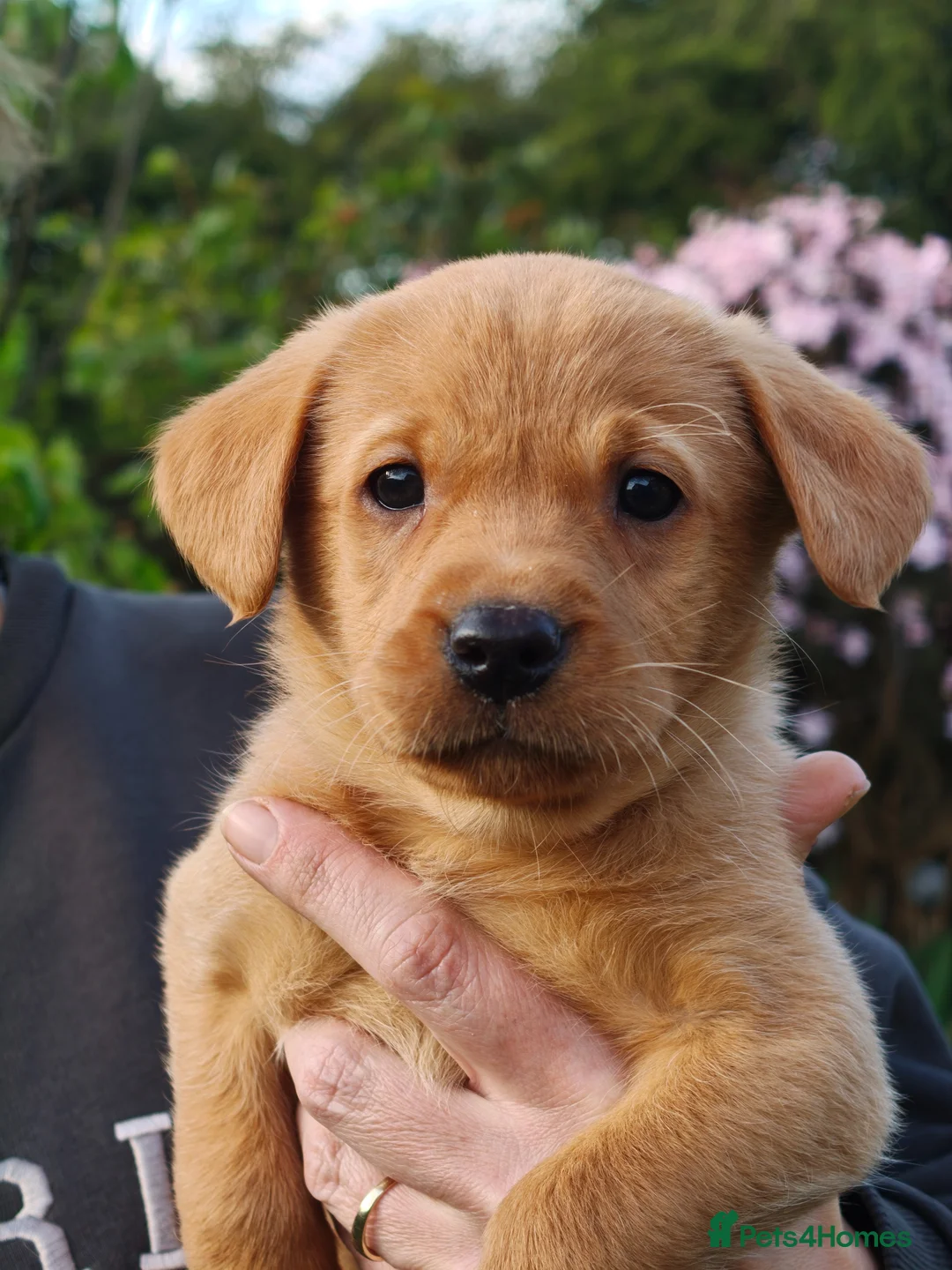 Labrador Retriever dogs for sale: Health tested Labrador pups - Advert 1