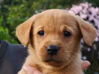 Labrador Retriever dogs for sale: Health tested Labrador pups - Advert 1