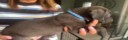 Mixed Breed dogs for sale: 11 Cane Corso cross mastiff chunky puppies in Axbridge - Advert 7