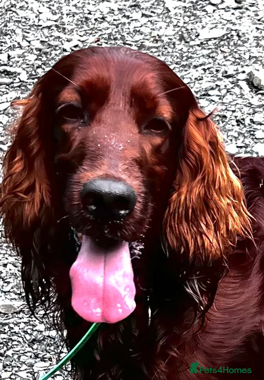 Irish Setter dogs for stud: At Stud the Gallant Gunner - Advert 2