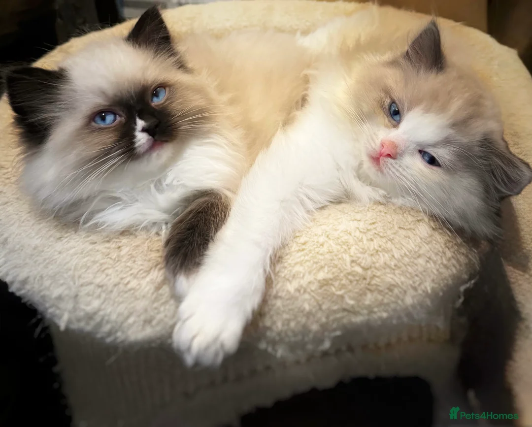 Ragdoll cats for sale: READY NOW TICA ACTIVE Kittens, European bi-colour - Advert 4