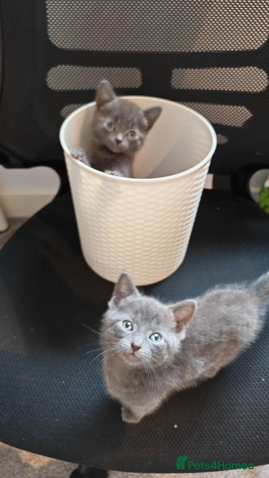 Mixed Breed cats for sale: Russian blue mix girl kittens  - Advert 2