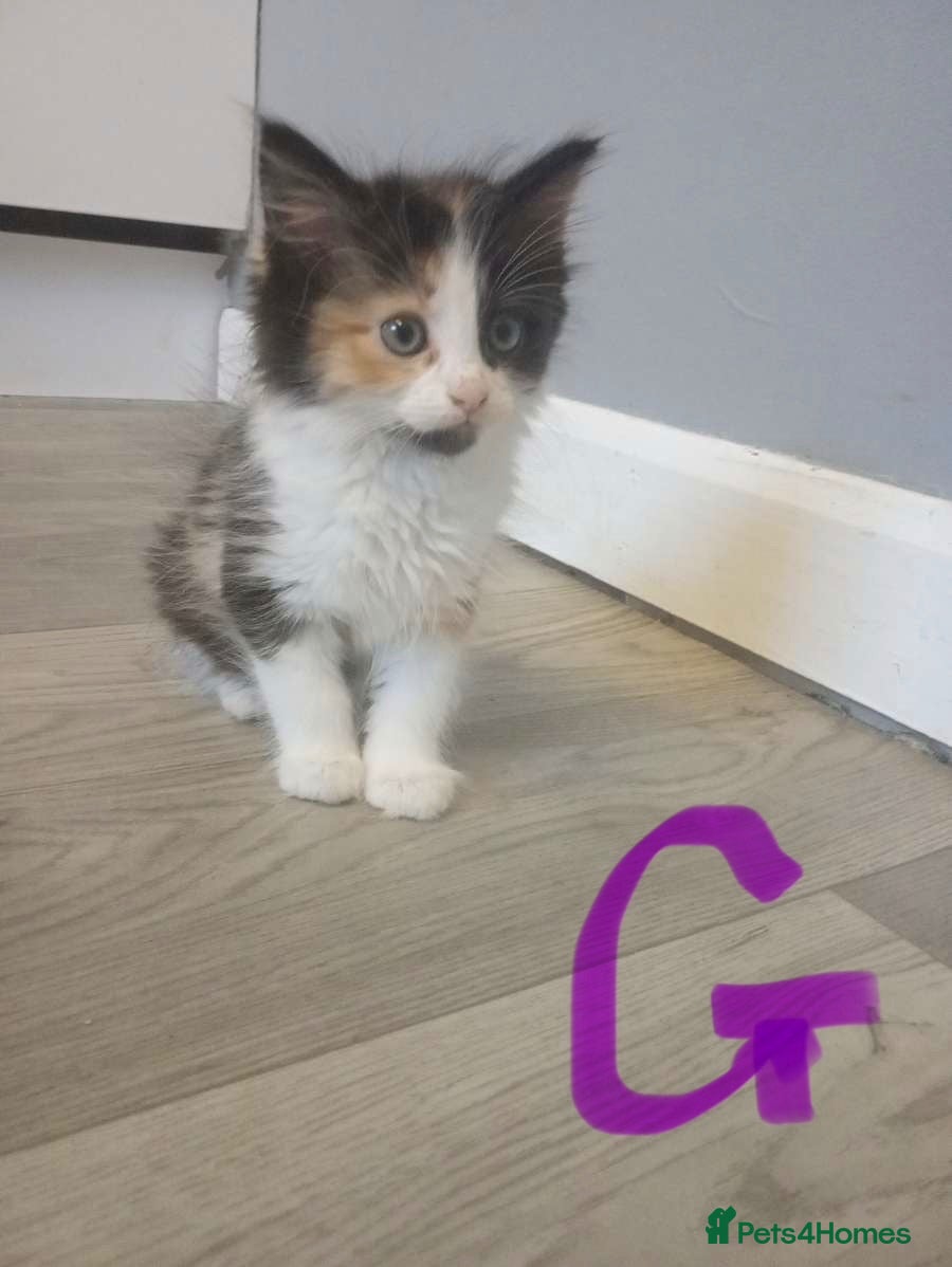 Mixed Breed cats 4 kittens ready now  - Advert 5