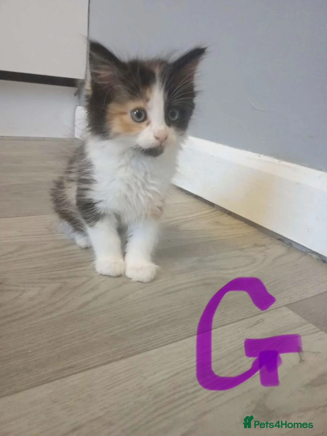 Mixed Breed cats for sale: 4 kittens ready now  - Advert 1
