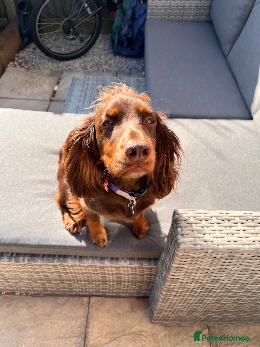 Cocker Spaniel dogs for sale: Murphy - Advert 2