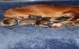 Miniature Dachshund dogs for sale: READY NOW 1 FEMALE MINIATURE dachshund  - Image 10