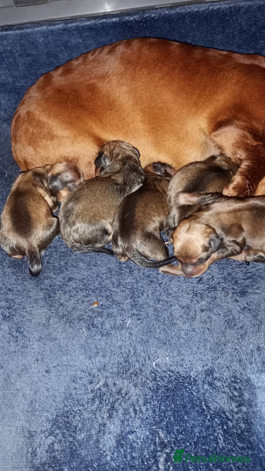 Miniature Dachshund dogs for sale: READY NOW 1 FEMALE MINIATURE dachshund  - Image 10