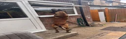 Belgian Shepherd Dog dogs for stud: Belgian Malinois Stud – Healthy 2 Year Old Male in Enfield - Advert 5
