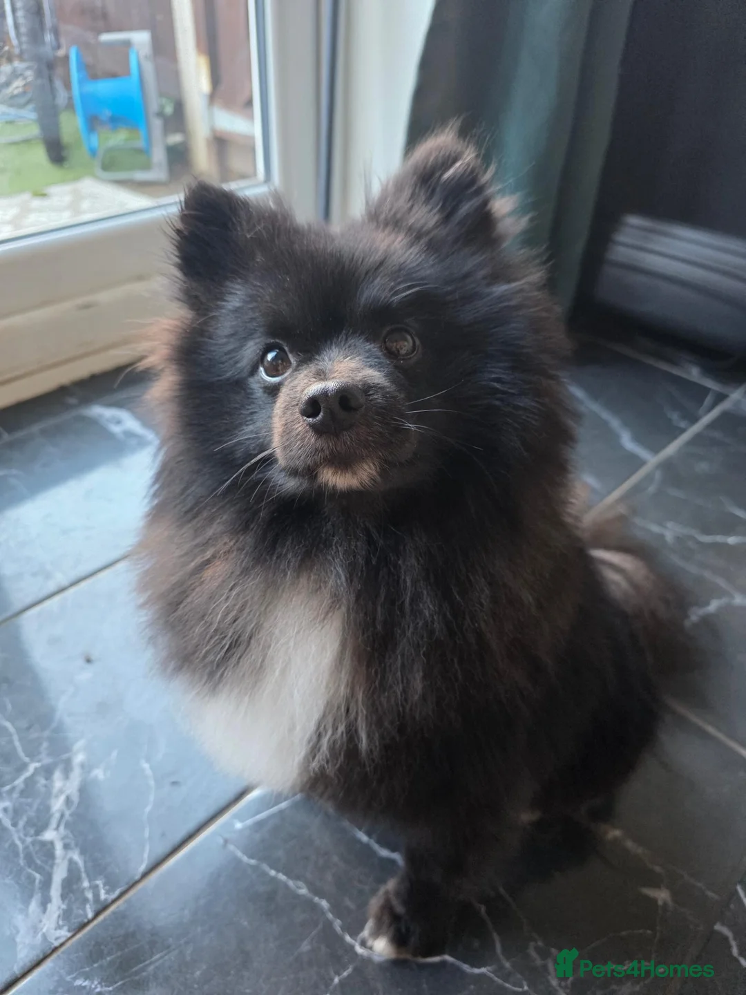Pomeranian dogs for sale: Beautiful pomaranian male  in Scunthorpe - Advert 2
