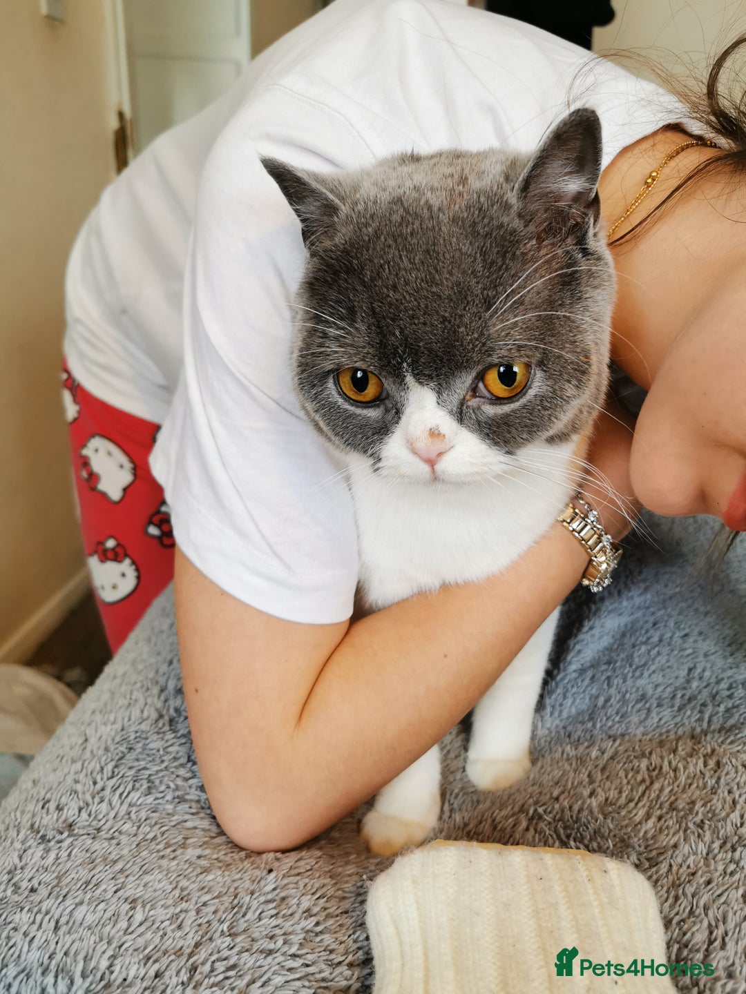 British Shorthair cats for sale: Bi-Colour British Shorthair Male. in Canterbury - Image 4