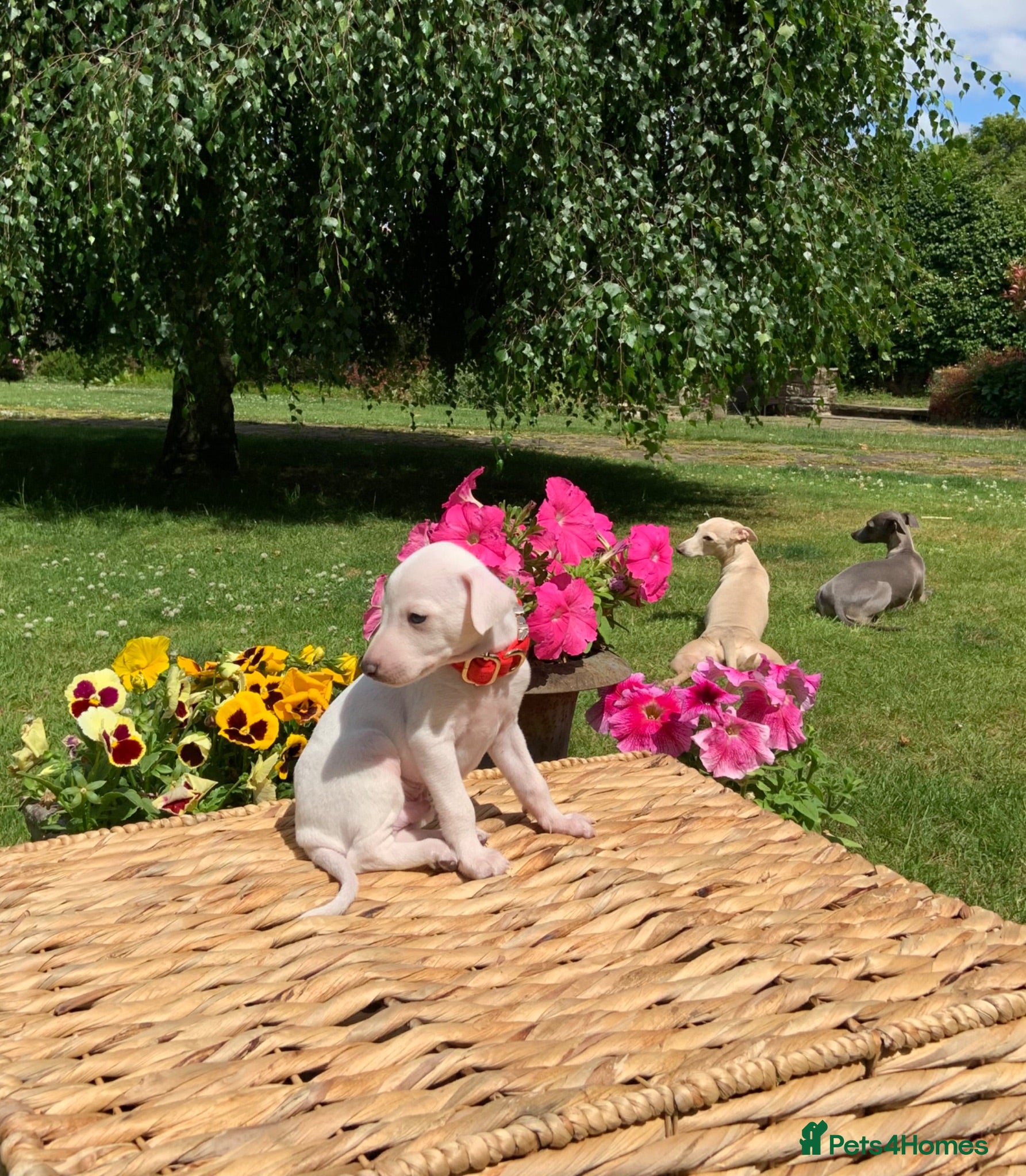 Italian Greyhound dogs KC Italian greyhound puppies East. Europ lineage - Advert 7