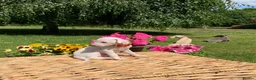 Italian Greyhound dogs for sale: KC Italian greyhound puppies East. Europ lineage - Advert 2
