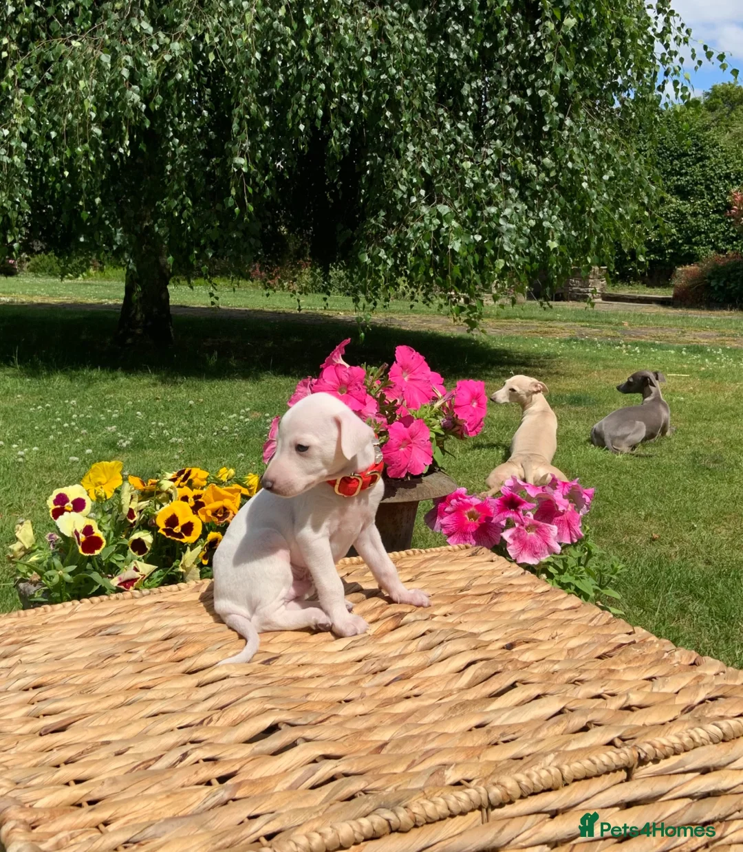 Italian Greyhound dogs for sale: KC Italian greyhound puppies East. Europ lineage - Advert 2